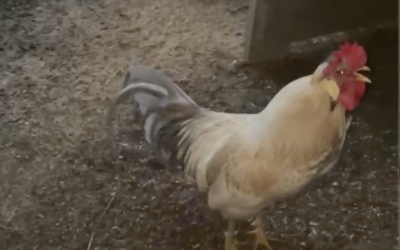 My First Encounter with a Rooster