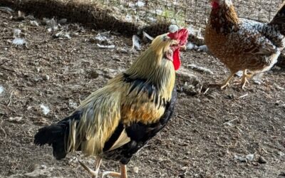 The Vulnerable Rooster