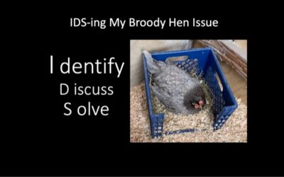 IDS-ing my Broody Hen Issue