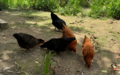 Chicken Peer Group